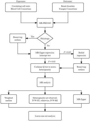 Mendelian randomization analysis reveals causal relationships between circulating cell traits and renal disorders